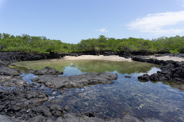 Naklejka na ściany i meble Beach, mangroves, rock formations on Isabela Island at the Galapagos Islands