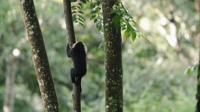 Lion Tailed macaque climbing tree