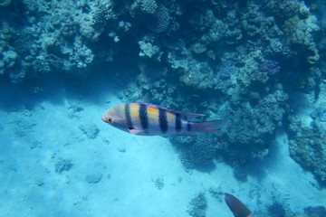Sergeant Majors (Abudefduf saxatilis) swims in the Red Sea among corals