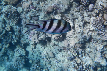 Sergeant Majors (Abudefduf saxatilis) swims in the Red Sea among corals