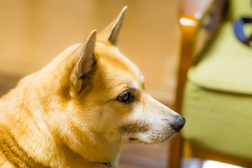 雑種犬 