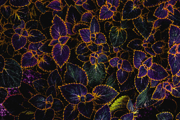 abstract green leaf texture, nature background, tropical leaf