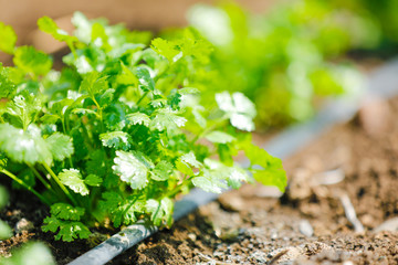 green Coriander field