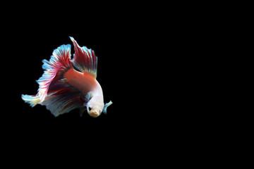 Multicolour Siamese Fighting fish with black background. Half Moon Betta swimming.