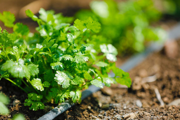 green Coriander field