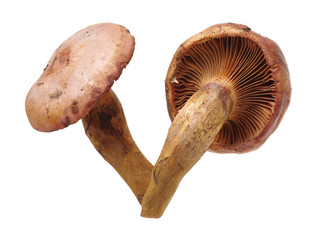Fototapeta premium boletus mushrooms on white background