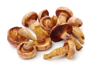 boletus mushrooms on white background