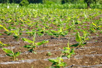 Green banana field in India