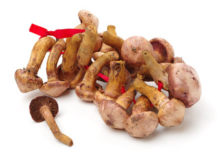 boletus mushrooms on white background