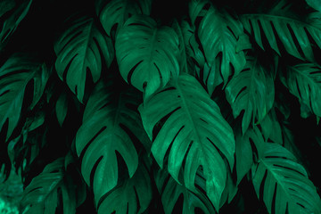 Naklejka na ściany i meble green leaf background, tropical leaf, abstract green leaf texture