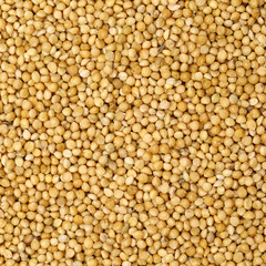 millet background