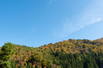 Forest and blue sky in Autumn season.