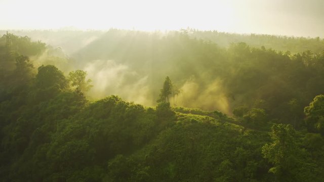 Amazing scenic view Tropical forest with jungle and green trees in the morning rays of the sun and rain. Aerial view 4K.
