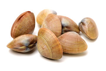 Stacked fresh raw clams on white background