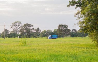 Green fields and rice fields There is a truck passing on the road. .