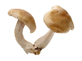 Shiitake mushroom on the White background 
