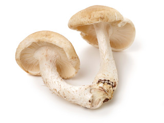 Shiitake mushroom on the White background 
