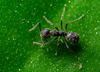 Macro Photo of Tiny Black Garden Ant on Green Leaf