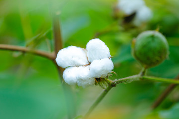 Fresh Cotton fruit in cotton field