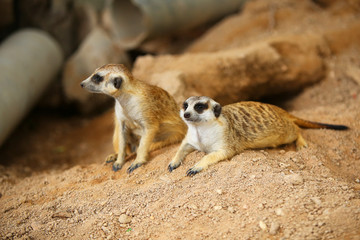 Both of meerkat on guard.