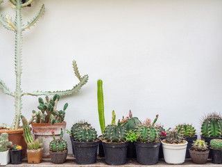 Various cactus. Different kind of cactus plant on wooden shelf.