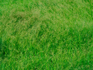 Green grass moving by wind.