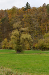 single standing willow tree in autumn landscape