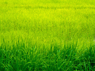Rice fields background. Green grass landscape.