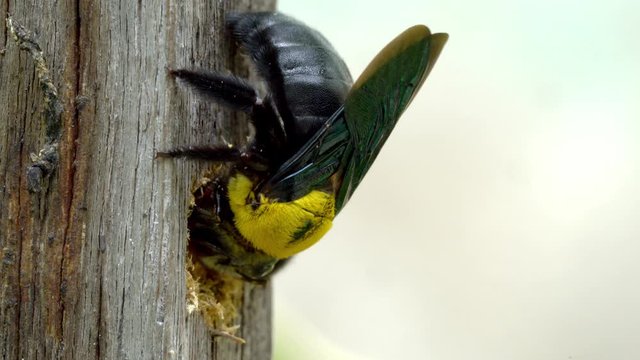 Xylocopa latipes or Tropical carpenter bee nesting in a dry wood