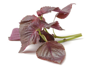 Perilla (Shiso) Leaf on white background