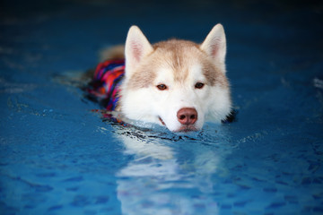 Siberian husky wear life jacket and swim in swimming pool. Dog swimming.