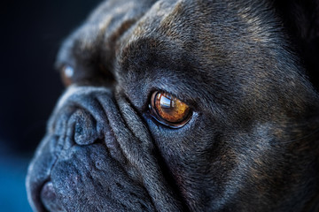 french bulldog looking through the window with a pensive l