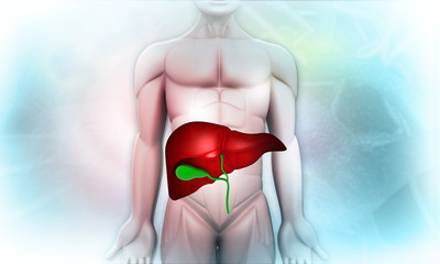 Human body with liver. 3d illustration.