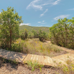 Square Wooden walkway leading down the forest surrounded by trees under blue sky