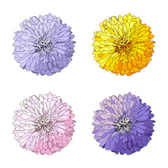 Floral design. Set with asters or chrysanthemums. Flowers are hand-drawn and isolated on a white background.