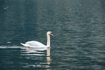 white swans in blue lake water