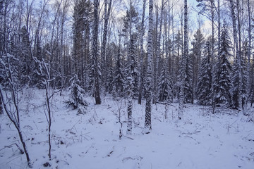 Mixed forest in winter. Pines, birch, spruce. White snow, frost.