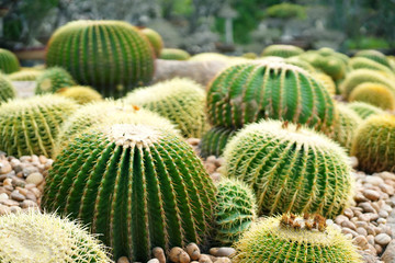 Golden barrel cactus, Botanicactus Park