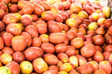 lots of fresh and healthy tomatoes at a vegetable farm after cultivation 