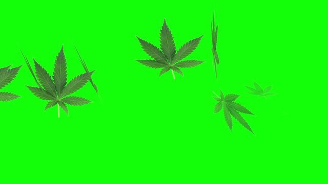 Animation Of Marijuana Leaf On Green Screen