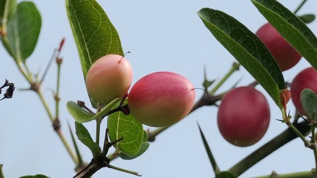 Carunda or Karonda Fruit on tree for good health