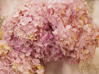Hydrangea or Ajisai pink flower on blurred of nature background