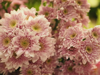 Gerbera pink flower on blurred of nature background