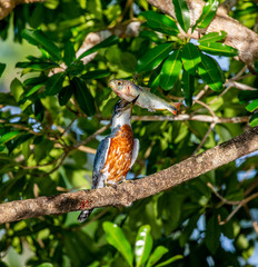Kingfisher is sitting on a tree branch with large fish in its beak. Close-up. Brazil. Pantanal. South America.