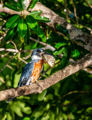 Kingfisher is sitting on a tree branch with large fish in its beak. Close-up. Brazil. Pantanal. South America.