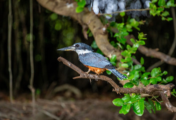 Kingfisher is sitting on a tree branch. Close-up. Brazil. Pantanal. South America.