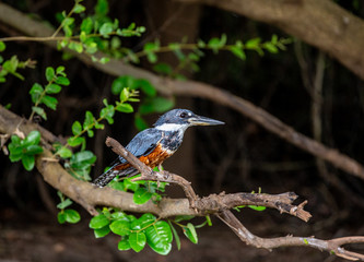 Kingfisher is sitting on a tree branch. Close-up. Brazil. Pantanal. South America.