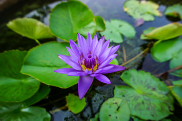 Purple waterlily in the pond
