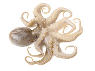 Obraz premium Octopus on white background