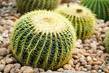 Golden barrel cactus, Botanicactus Park